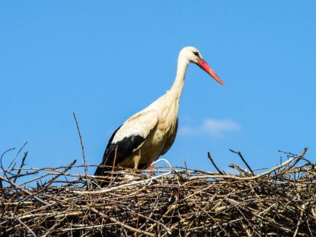 Storch im Nest