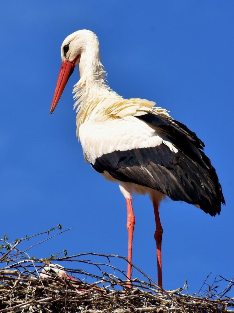 Storchennest mit Störchen