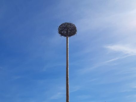 fertiges Storchennest